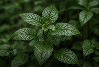 Tropical medicinal herb