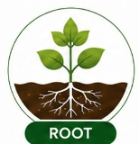 Root Development Stage - ROOT