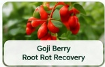 Goji Berry Root Rot Recovery