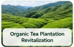 Organic Tea Plantation Revitalization